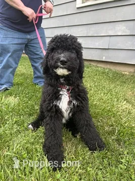 Little Bit – Goldendoodle, Sheepadoodle puppy for sale in Michigan City, IN