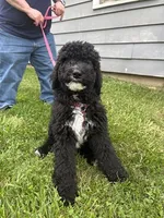 Little Bit, a male Goldendoodle and Sheepadoodle for sale in Michigan City, IN – 1 of 1