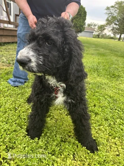 Little Buck – Goldendoodle, Sheepadoodle puppy for sale in Michigan City, IN