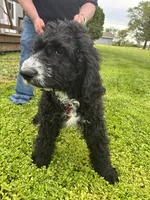 Little Buck, a male Goldendoodle and Sheepadoodle for sale in Michigan City, IN – 1 of 1