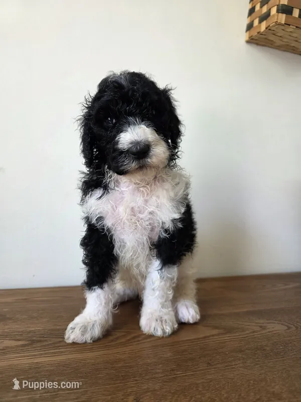 Opie – Poodle - Standard  puppy for sale in Drakes Branch, VA