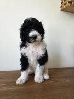 Opie, a male Poodle - Standard  for sale in Drakes Branch, VA – 1 of 5
