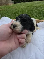Opie, a male Poodle - Standard  for sale in Drakes Branch, VA – 2 of 5