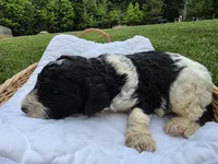 Opie, a male Poodle - Standard  for sale in Drakes Branch, VA – 3 of 5