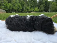 Opie, a male Poodle - Standard  for sale in Drakes Branch, VA – 5 of 5