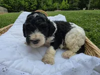 Opie, a male Poodle - Standard  for sale in Drakes Branch, VA – 1 of 5