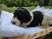Opie, a male Poodle - Standard  for sale in Drakes Branch, VA – 4 of 5