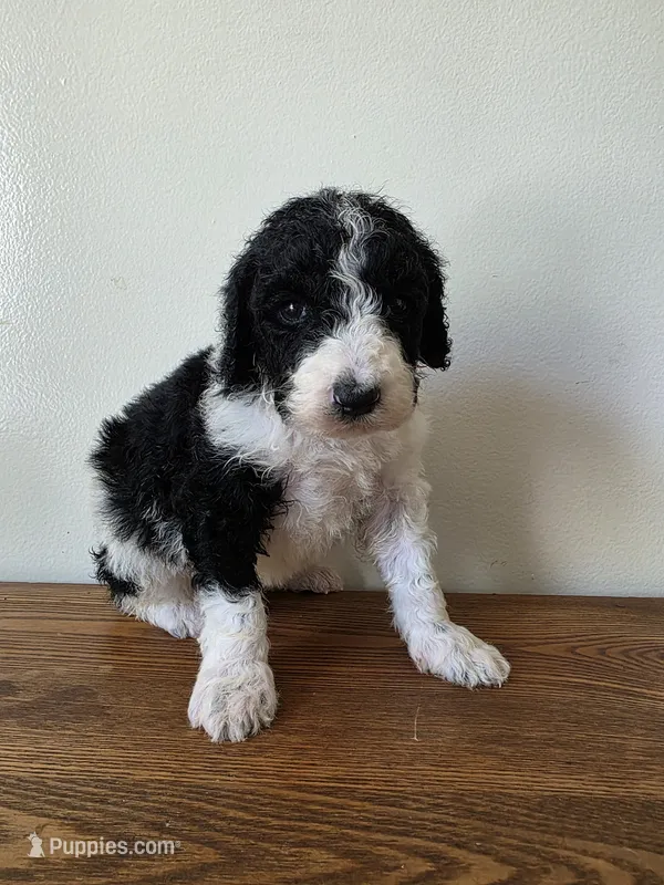 Jax – Poodle - Standard  puppy for sale in Drakes Branch, VA