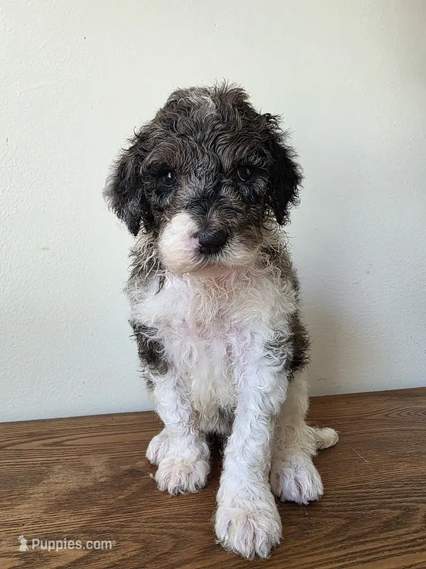 Lyla – Poodle - Standard  puppy for sale in Drakes Branch, VA