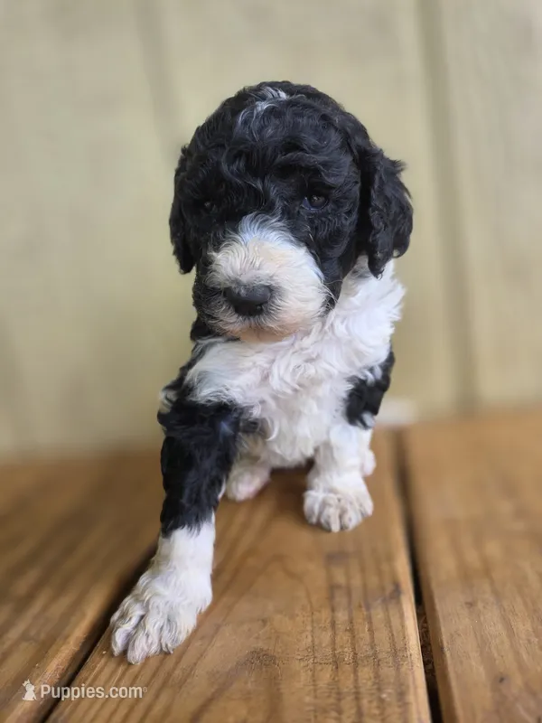 Opie – Poodle - Standard  puppy for sale in Drakes Branch, VA