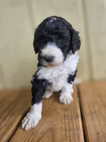 Opie, a male Poodle - Standard  for sale in Drakes Branch, VA – 2 of 5