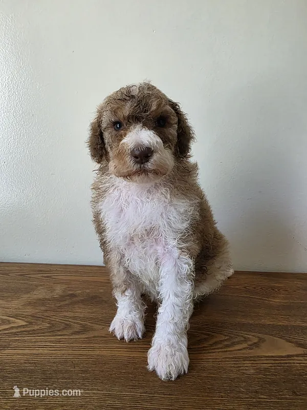 Juice – Poodle - Standard  puppy for sale in Drakes Branch, VA