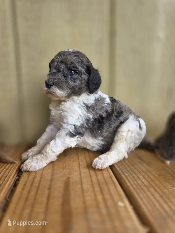 Lyla – Poodle - Standard  puppy for sale in Drakes Branch, VA