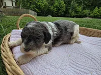 Lyla, a female Poodle - Standard  for sale in Drakes Branch, VA – 5 of 6