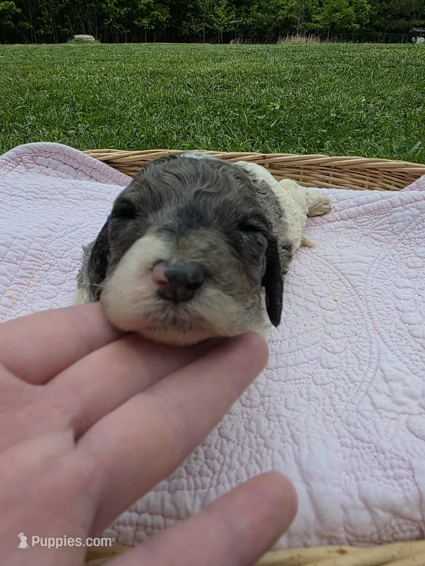 Lyla – Poodle - Standard  puppy for sale in Drakes Branch, VA