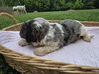 Lyla, a female Poodle - Standard  for sale in Drakes Branch, VA – 4 of 6