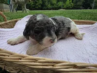 Lyla, a female Poodle - Standard  for sale in Drakes Branch, VA – 2 of 6