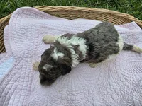 Lyla, a female Poodle - Standard  for sale in Drakes Branch, VA – 6 of 6
