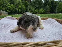 Lyla, a female Poodle - Standard  for sale in Drakes Branch, VA – 3 of 6