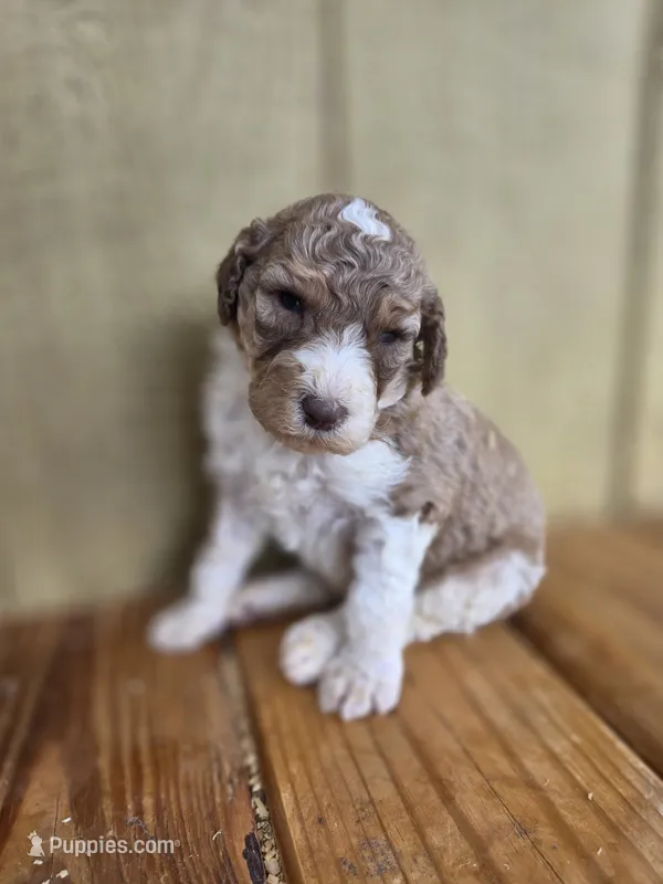 Juice – Poodle - Standard  puppy for sale in Drakes Branch, VA