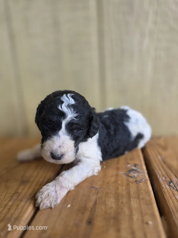 Jax – Poodle - Standard  puppy for sale in Drakes Branch, VA