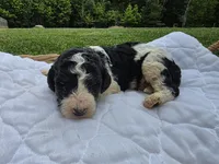 Jax, a male Poodle - Standard  for sale in Drakes Branch, VA – 4 of 4