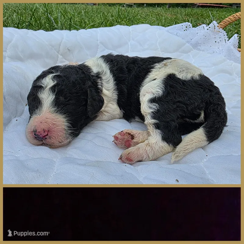 Jax – Poodle - Standard  puppy for sale in Drakes Branch, VA
