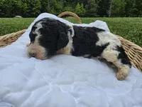Jax, a male Poodle - Standard  for sale in Drakes Branch, VA – 3 of 4