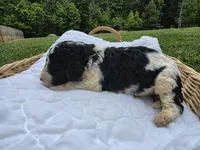 Jax, a male Poodle - Standard  for sale in Drakes Branch, VA – 2 of 4