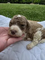 Juice, a male Poodle - Standard  for sale in Drakes Branch, VA – 1 of 4