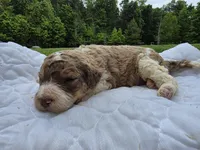 Juice, a male Poodle - Standard  for sale in Drakes Branch, VA – 4 of 4