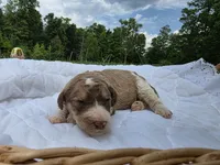 Juice, a male Poodle - Standard  for sale in Drakes Branch, VA – 3 of 4