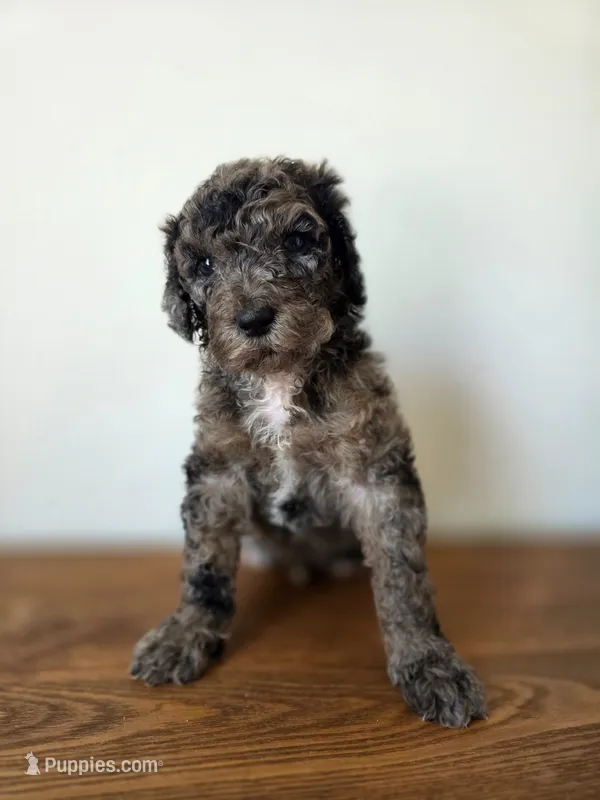 Gemma – Poodle - Standard  puppy for sale in Drakes Branch, VA