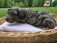 Gemma, a female Poodle - Standard  for sale in Drakes Branch, VA – 5 of 6