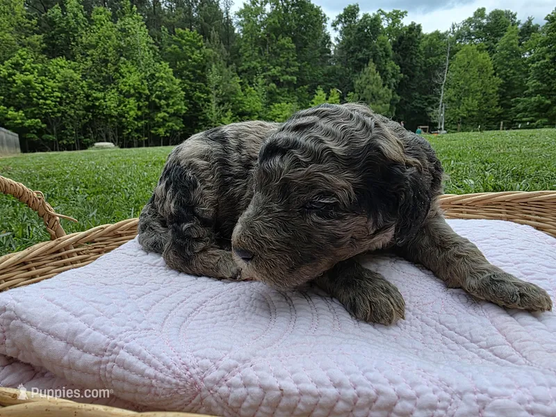 Gemma – Poodle - Standard  puppy for sale in Drakes Branch, VA