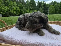Gemma, a female Poodle - Standard  for sale in Drakes Branch, VA – 1 of 6