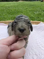 Gemma, a female Poodle - Standard  for sale in Drakes Branch, VA – 3 of 6