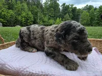 Gemma, a female Poodle - Standard  for sale in Drakes Branch, VA – 4 of 6