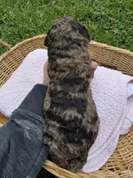 Gemma, a female Poodle - Standard  for sale in Drakes Branch, VA – 6 of 6