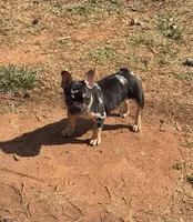 Nike, a female French Bulldog for sale in Valley, AL – Photo 2 of 3