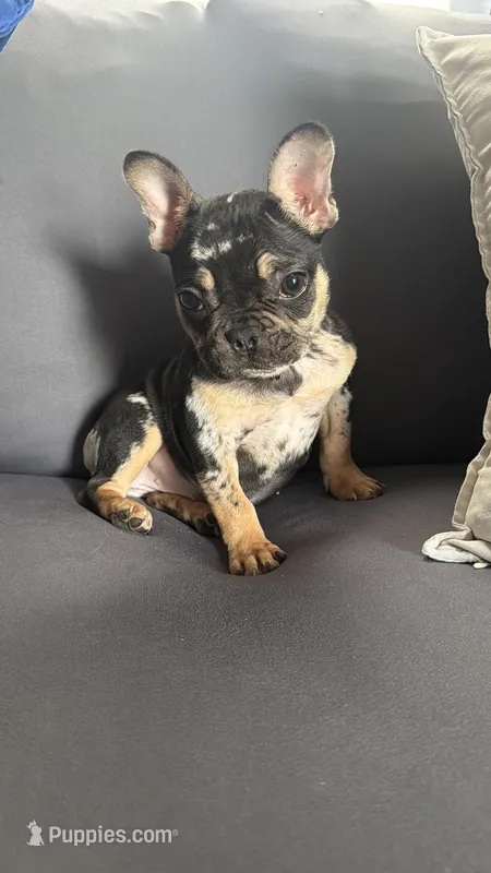Nike – French Bulldog puppy for sale in Valley, AL