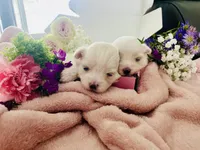 processed/c059d603-7fc3-4c60-99ab-42d5a4a61b73/listing/a0f3d344-05ae-4d4a-a17c-2e3b9bfe4fb5/eaa963cb-a589-418e-b4d4-8a4e5454316d