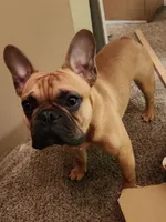 Archie, a male French Bulldog for sale in Kingston, WA – Photo 2 of 2