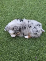 Quen, a female Australian Shepherd for sale in Glendale, AZ – Photo 4 of 7