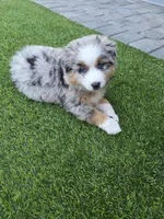 Quen, a female Australian Shepherd for sale in Glendale, AZ – Photo 7 of 7