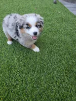 Quen, a female Australian Shepherd for sale in Glendale, AZ – Photo 5 of 7