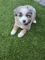 Quen, a female Australian Shepherd for sale in Glendale, AZ – Photo 6 of 7