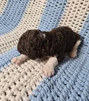 Teddy, a male Goldendoodle and Poodle - Standard  for sale in Scarbro, WV – 6 of 6