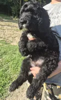 Buster F1B, a male Goldendoodle and Poodle - Standard  for sale in Scarbro, WV – 5 of 6