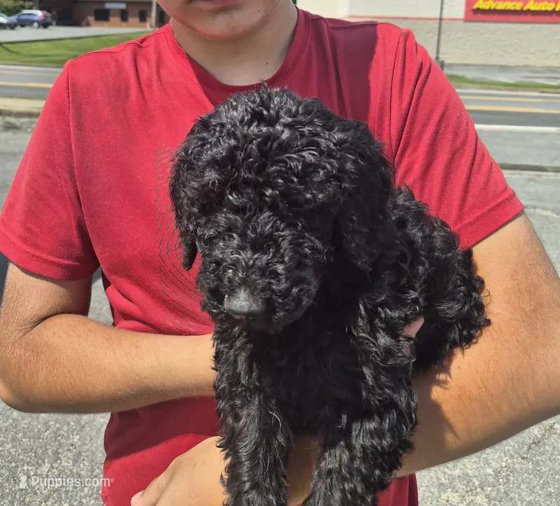 Candy – Goldendoodle, Poodle - Standard  puppy for sale in Scarbro, WV